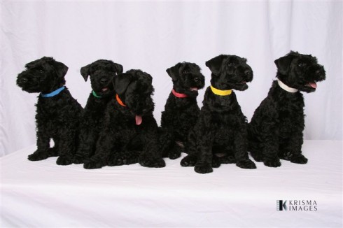 kerry blue pups for sale