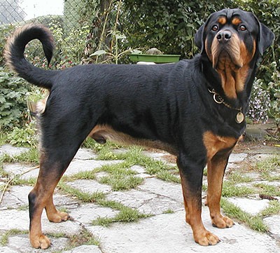 rottweiler with undocked tail