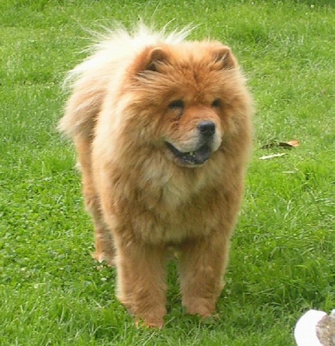 chow chow long nose