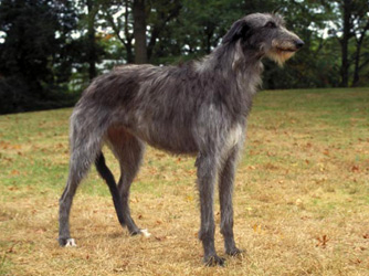 deerhound puppy for sale