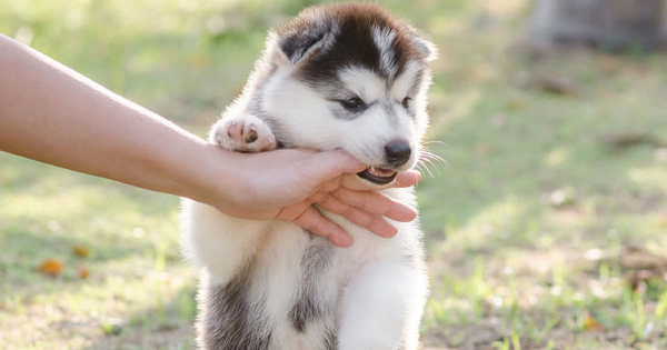 puppy biting hands and feet