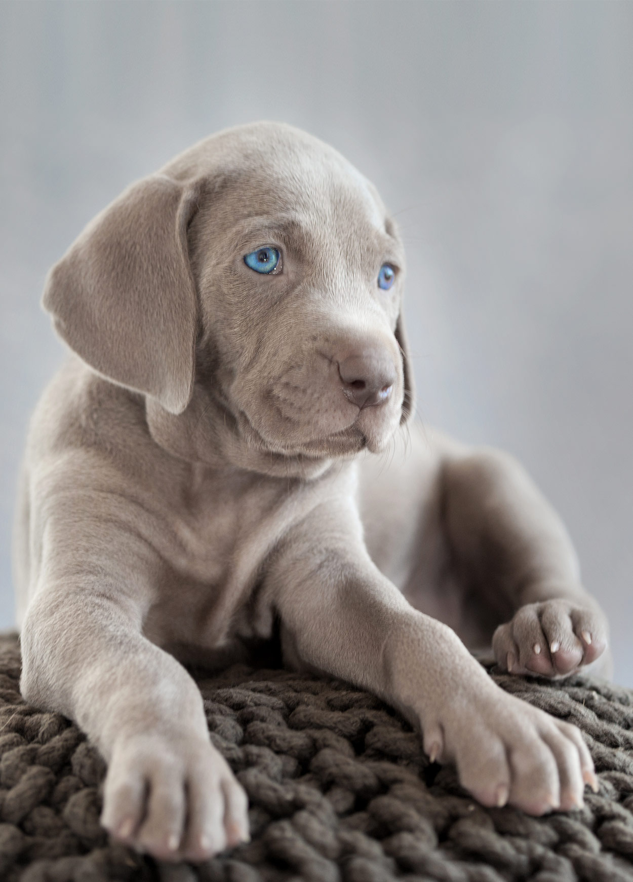 Weimaraner - Pros and Cons of Owning 